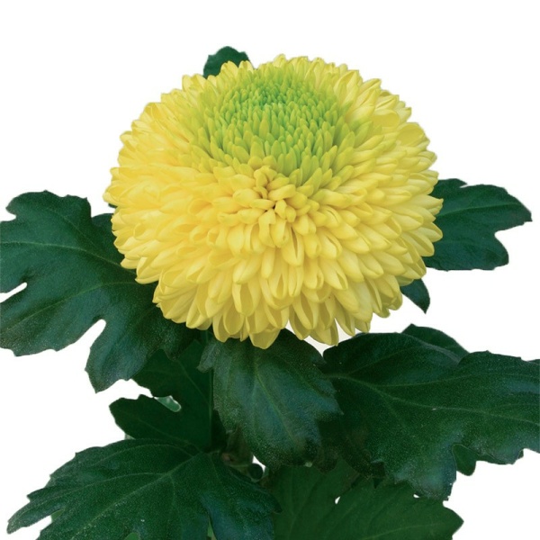 Crisantemo Uniflor Boris Becker Amarillo SANTOS