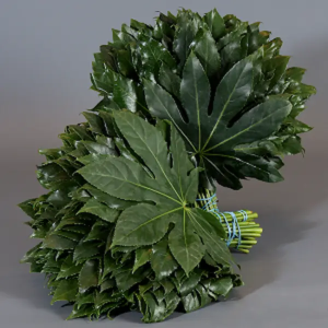 Aralias Medianas (10 Tallos)