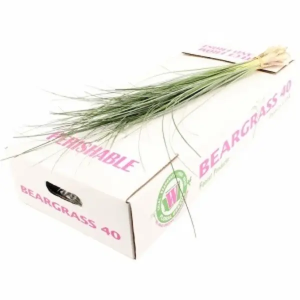 Bear Grass (20 Tallos)