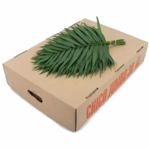 Chico Jumbo (20 Tallos)