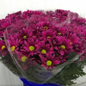 Crisantemo Bacardi Fucsia (5 Tallos)