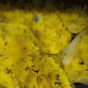 Crisantemo Euro Amarillo (5 Tallos)