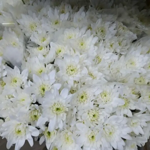 Crisantemo Euro Blanco (5 Tallos)