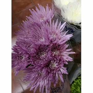 Crisantemo Uniflor Anastasia Lavanda (10 Tallos)