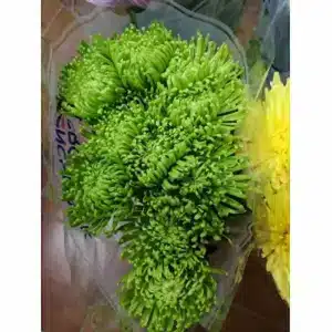 Crisantemo Uniflor Anastasia Verde (10 Tallos)