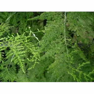 Esparraguera Plumosa (25 Tallos)