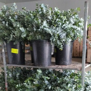 Eucalipto Cinerea (5 Tallos)