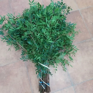Lentisco (50 Tallos)