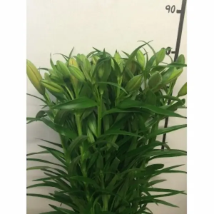 Lilium L.A Naranja 3/5 Flores (10 Tallos)