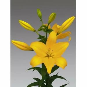 Lilium L.A Amarillo 3/5 Flores (10 Tallos)
