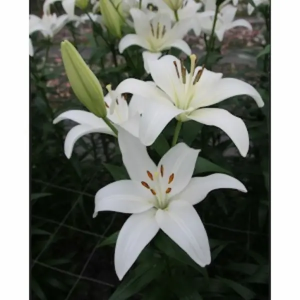 Lilium L.A Blanco 3/5 Flores (10 Tallos)