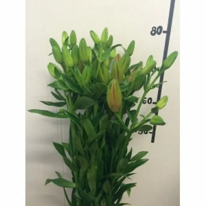 Lilium L.A Rojo 3/4 Flores (10 Tallos)
