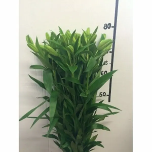 Lilium L.A Rosa 3/5 Flores (10 Tallos)