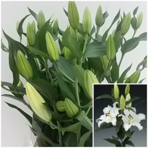 Lilium Oriental Blanco 3/5 Flores (10 Tallos)
