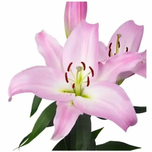 Lilium Oriental Rosa 3/5 Flores (10 Tallos)