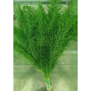 Esparraguera Meyeri (50 Tallos)