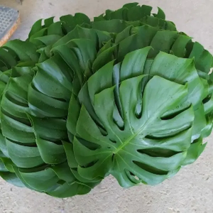 Mostera Mediana (10 Tallos)