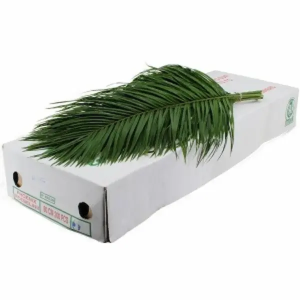 Robellini 60 cm (10 Tallos) Robellini 60 cm (10 Tallos)