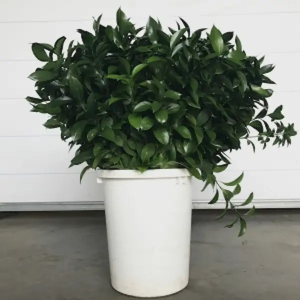 Ruscus 80 cm (50 Tallos)