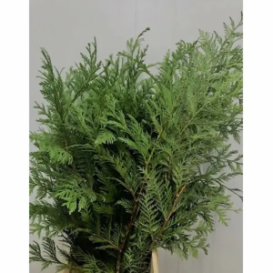 Tuya (5 Tallos)
