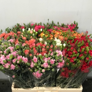 Pack Mini-clavel Mixto 60cm *10 tallos ( pack x 50 paquetes )