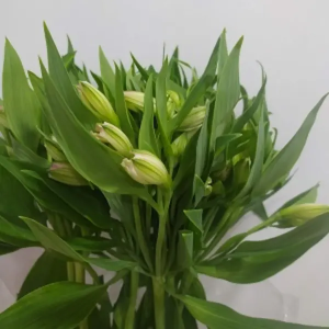 Astromelia Blanca  (10 Tallos)