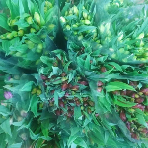 Alstroemeria Mitas (10 Tallos)