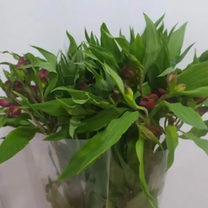 Astromelia Roja (10 Tallos)