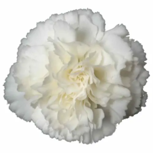 Clavel Colombiano Fancy Blanco (20 Tallos)