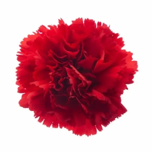 Clavel Colombiano Fancy Rojo (20 Tallos)