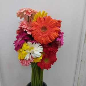 Gerbera Mixta (25 Tallos)