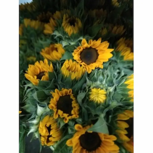 Girasoles Extra (5 Tallos)