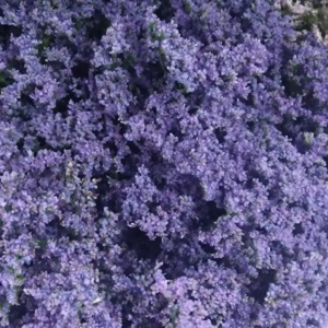 Limonium Azul Nacional (25 Tallos)