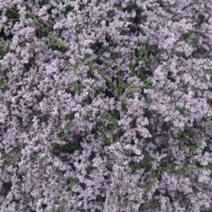 Limonium Rosa Nacional (25 Tallos)