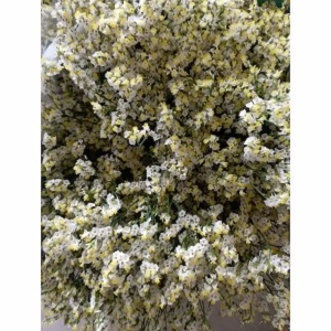 Limonium Sinensis Blanco (25 Tallos)