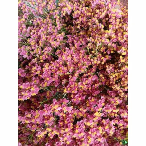 Limonium Sinensis Fucsia (25 Tallos)