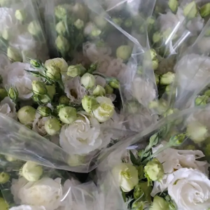 Lisianthus Blanco (5 Tallos)