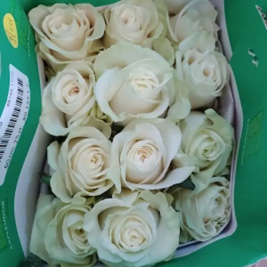 Rosa Ecuador Mondial (25 Tallos)