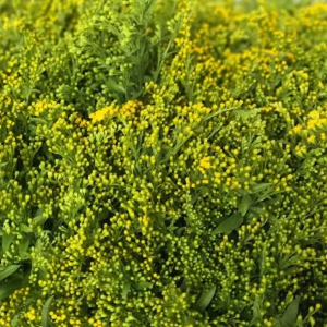 Pack Solidago Golden Glory *25 Tallos ( Pack x 12 paquetones ( 300 tallos )