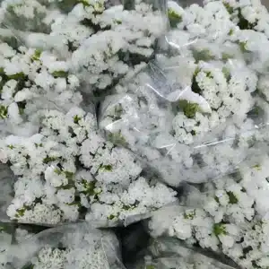 Statice Blanco (5 Tallos) Statice Blanco (5 Tallos)