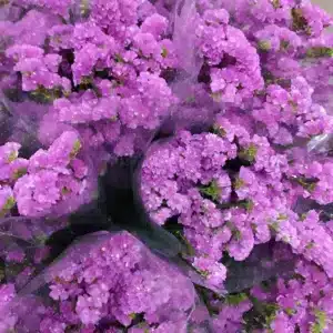 Statice Fucsia (5 Tallos)