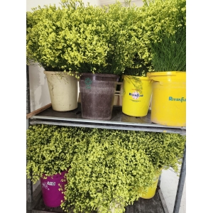 Limonium Sinensis Amarillo (25 Tallos)