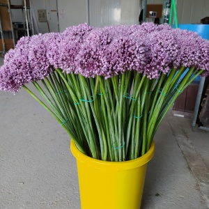 Allium Gladiator Purple