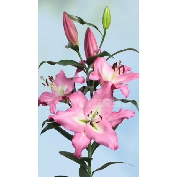 Liliums Oriental Rosa 3/5 Flores *10 Tallos SANTOS