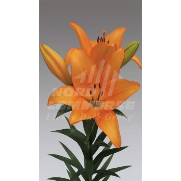 Liliums L.A Naranja 3/5 Flores *10 Tallos SANTOS