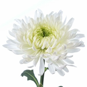 Crisantemo Uniflor  Magnum Blanco SANTOS ( 10 Tallos )