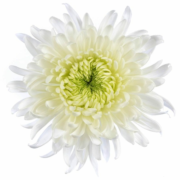 Crisantemo Uniflor  Magnum Blanco SANTOS ( 10 Tallos ) - Imagen 2