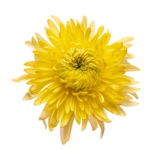 Crisantemo Uniflor Magnum Amarillo SANTOS ( 10 Tallos )