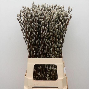 Salix Pussiwillow ( 10 Tallos )