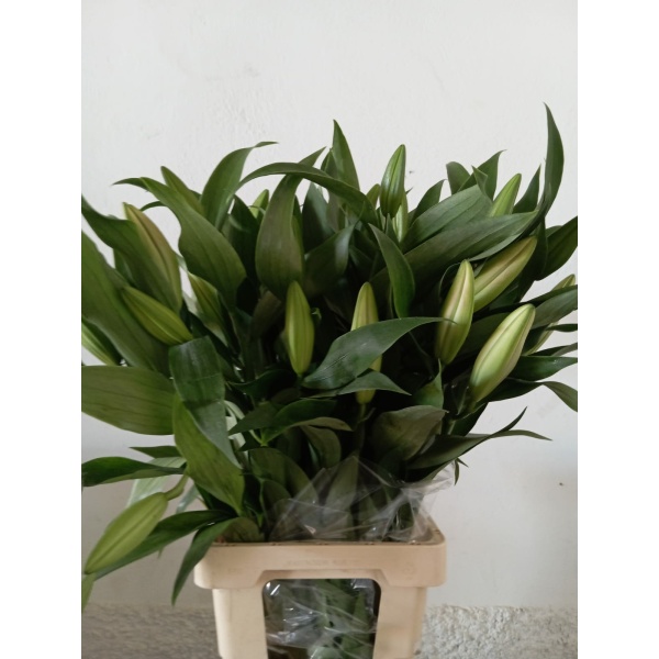 Liliums Oriental Rosa 3/5 Flores *10 Tallos SANTOS - Imagen 2